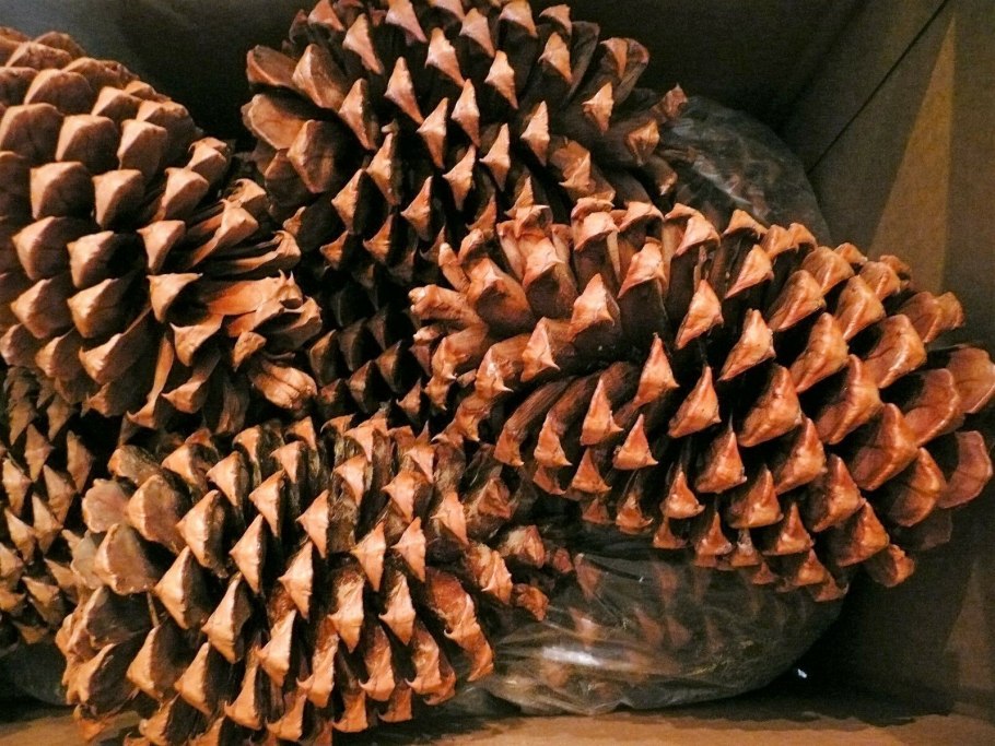 Jeffrey Pinus Cone Tahoe