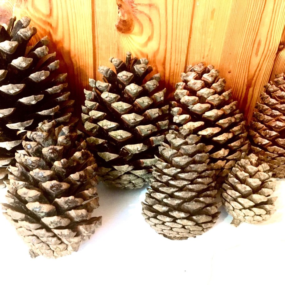 Сосновая шишка 700кг