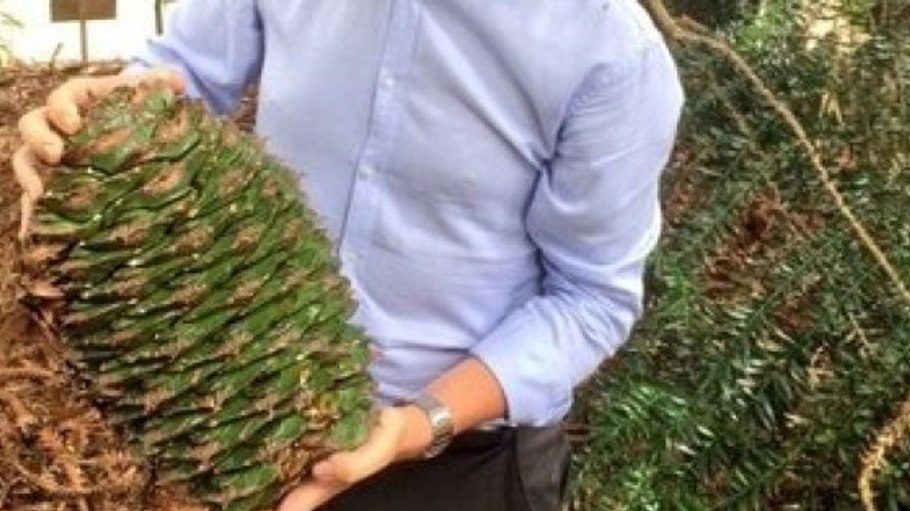 Самые большие кедровые шишки