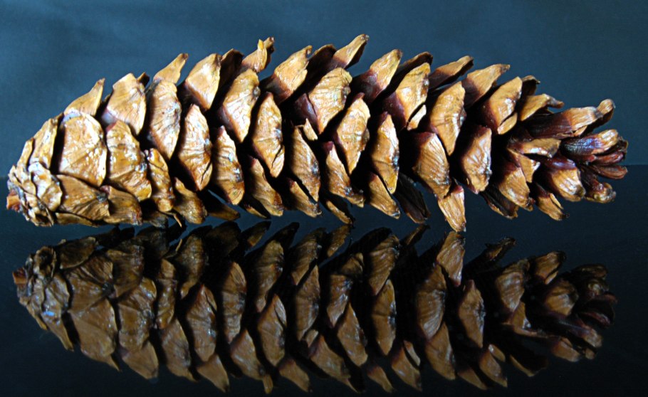 Шишки еловые большие