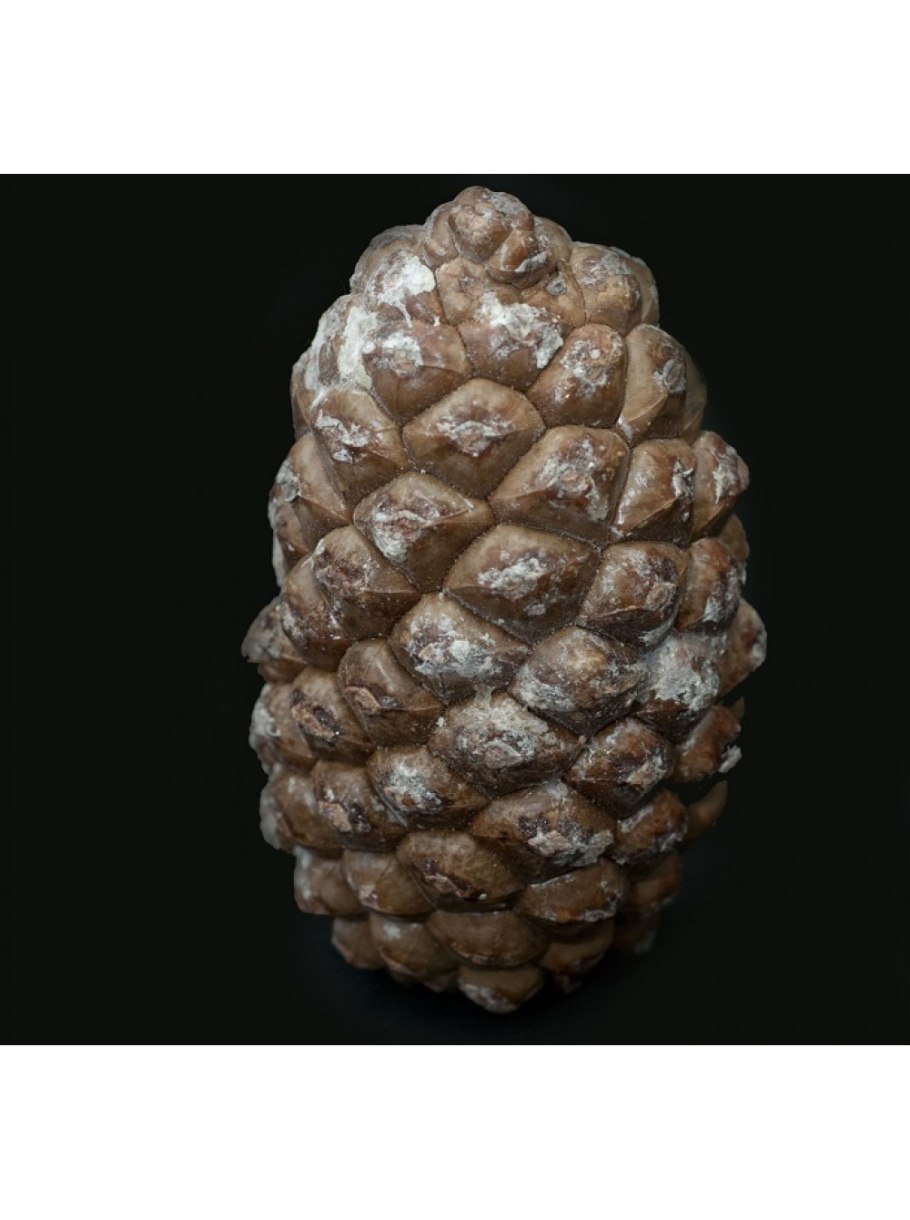 Большие сосновые шишки