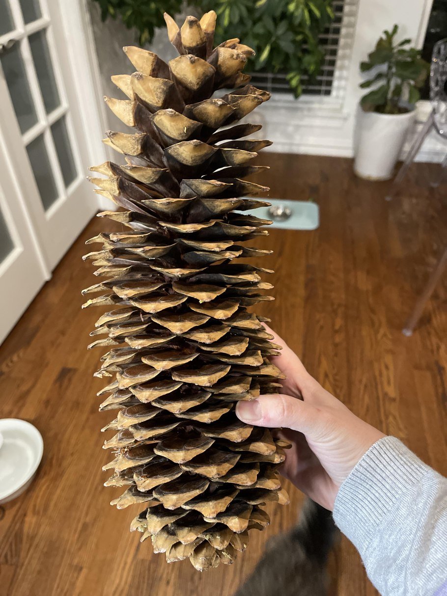 Сосна Ламберта шишки