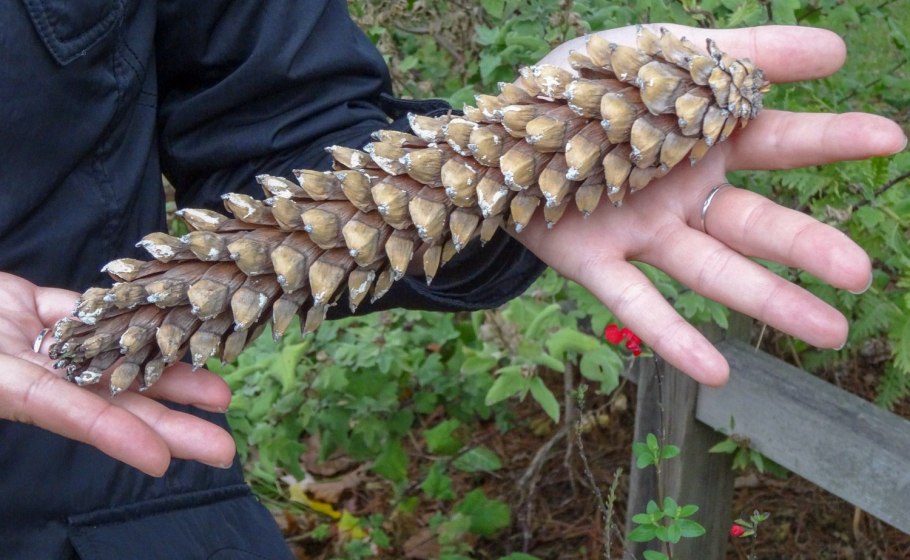 Сосна Ламберта шишки