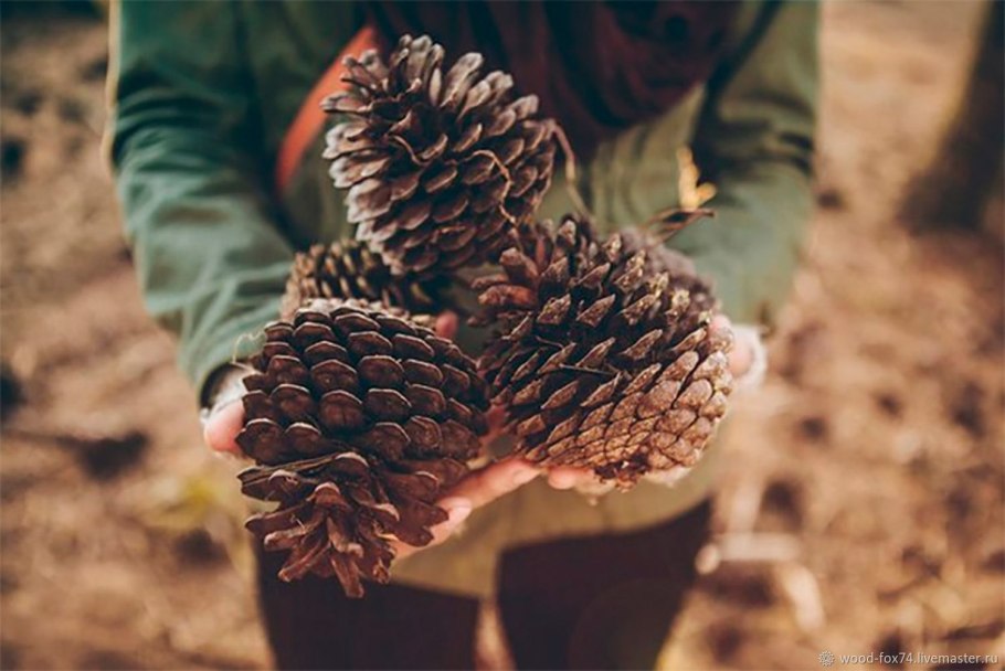Самые большие кедровые шишки