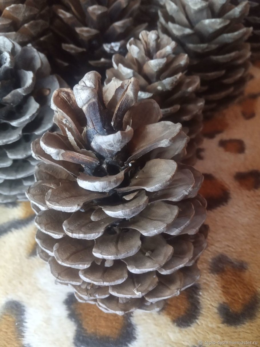 Большая шишка