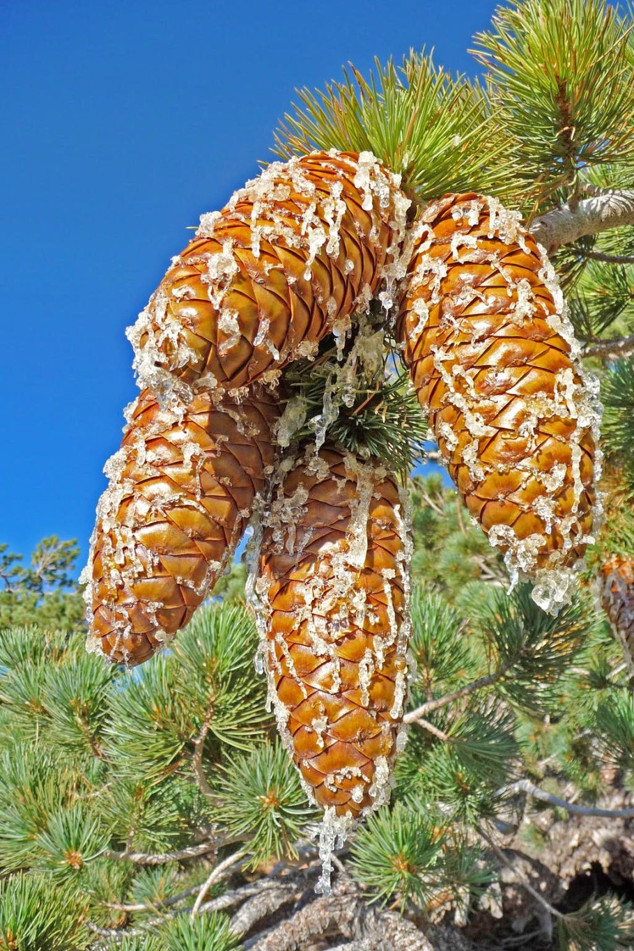 Шишка сосны Pinus lambertiana