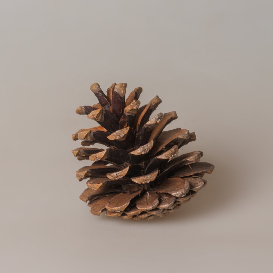 Сосновая шишка Геншин