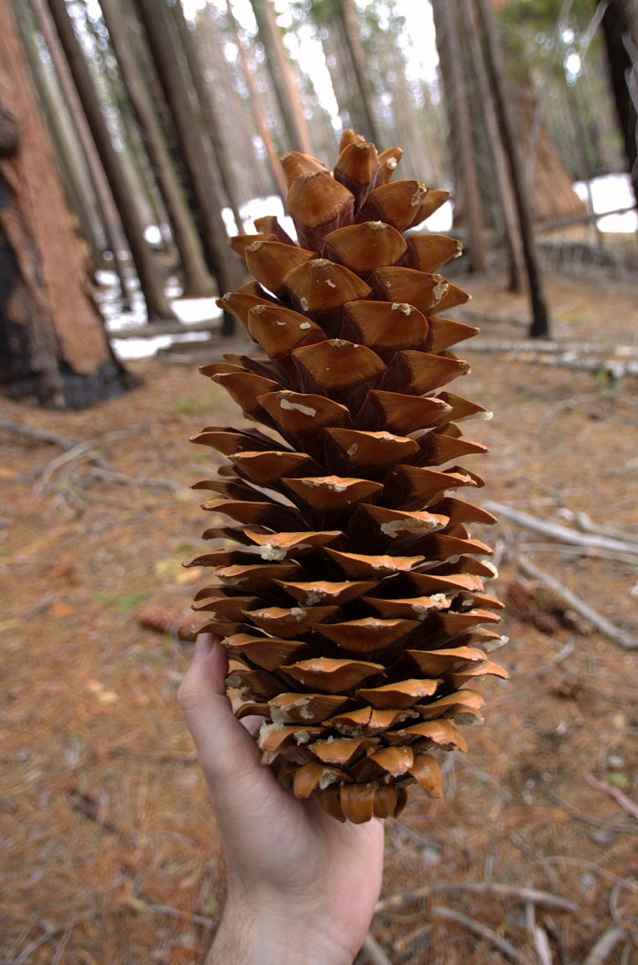 Шишка секвойи