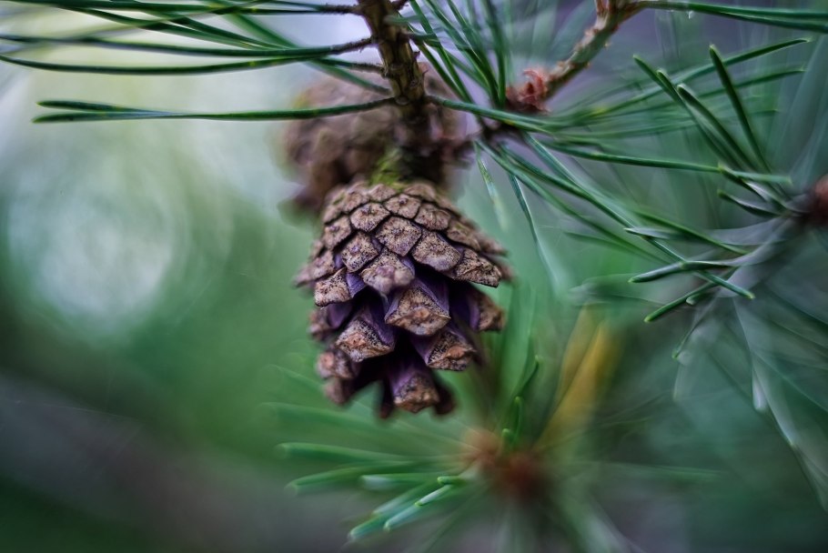 Кедровая сосна иголки и шишки