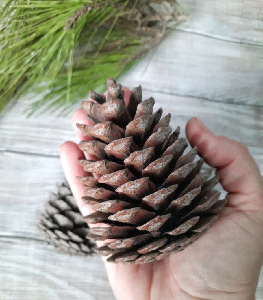 Сосна с большими шишками