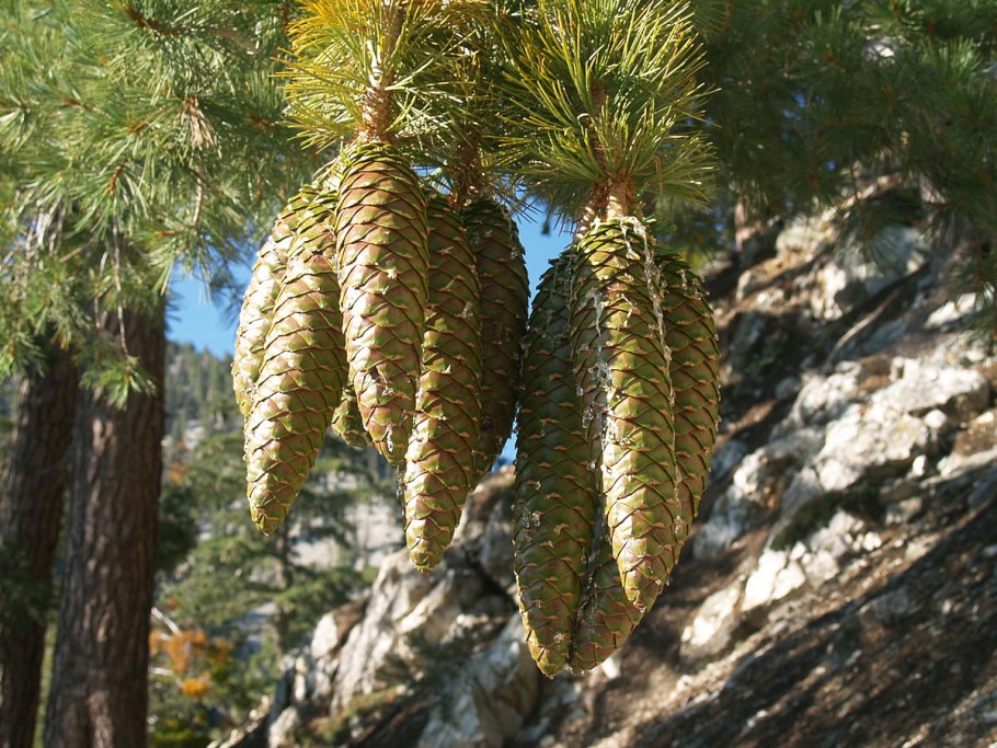 Pinus lambertiana