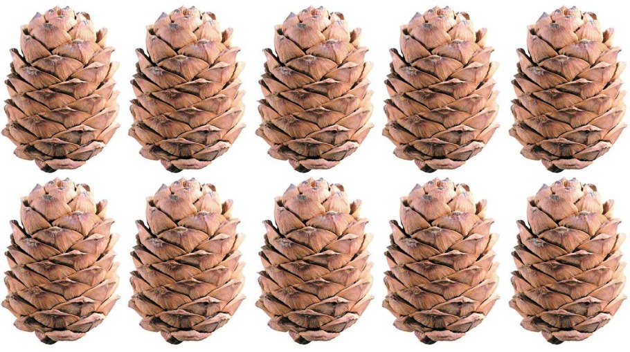 Еловая шишка