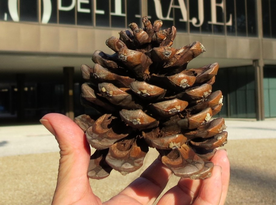 Кедр в Крыму шишки