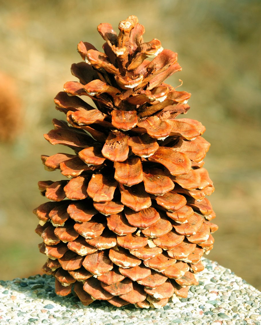 Pinus lambertiana шишки