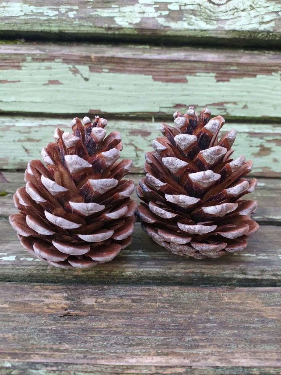 Сосна Крымская шишка