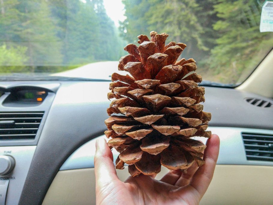 Секвойя дерево шишки