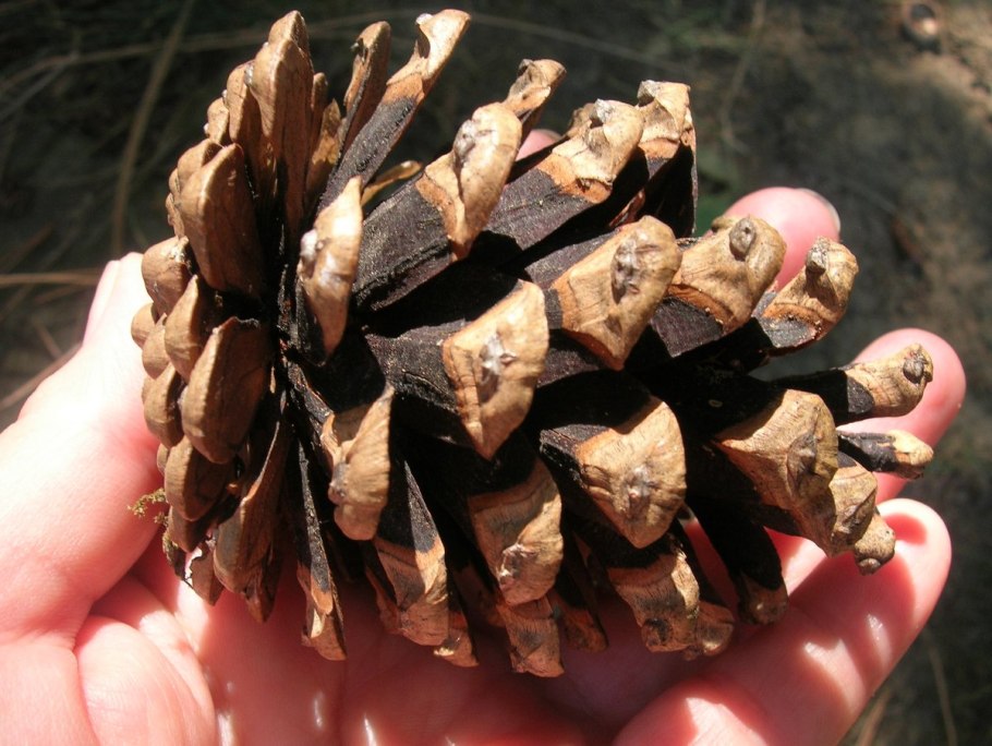 Сосна Судакская шишки