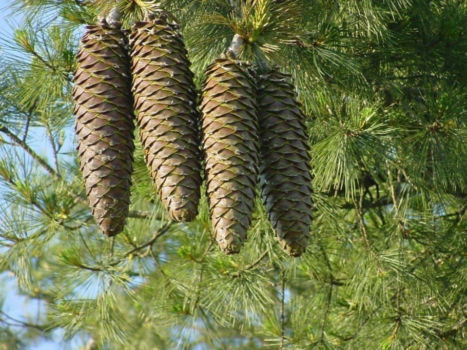 Шишка сосны Pinus lambertiana