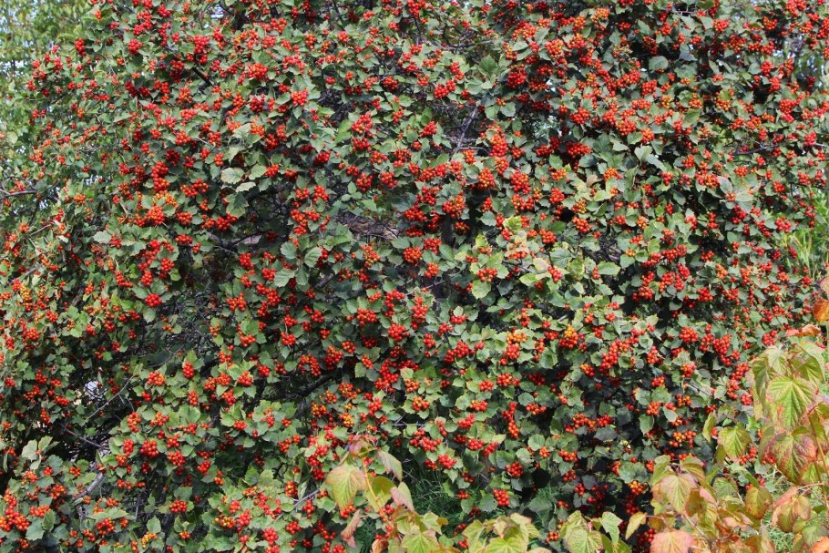 Боярышник (Crataegus)