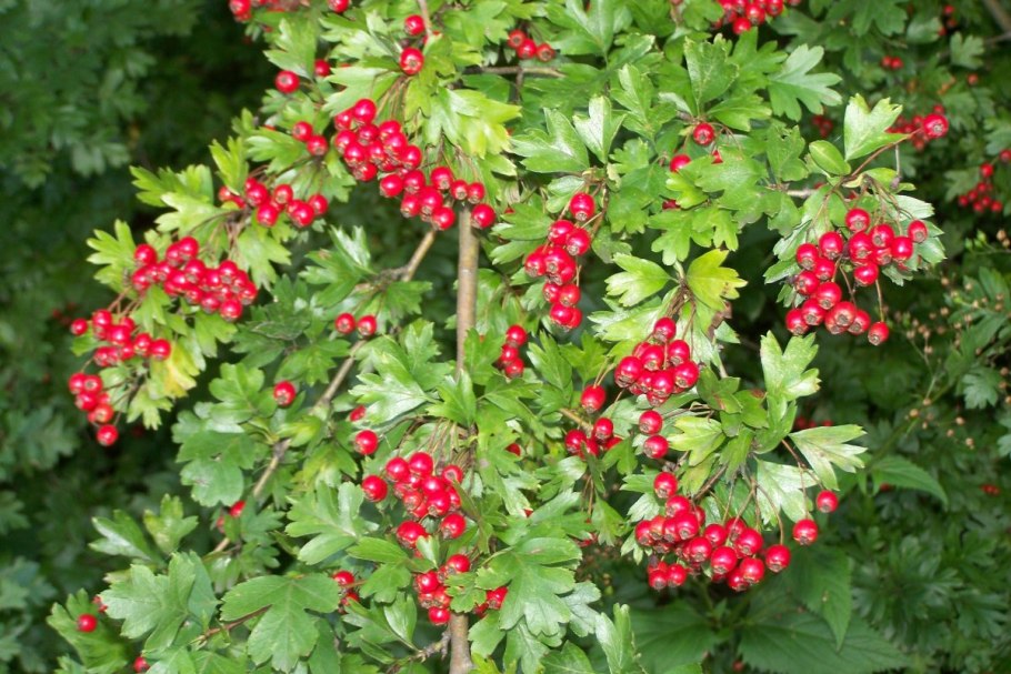 Боярышник (Crataegus)