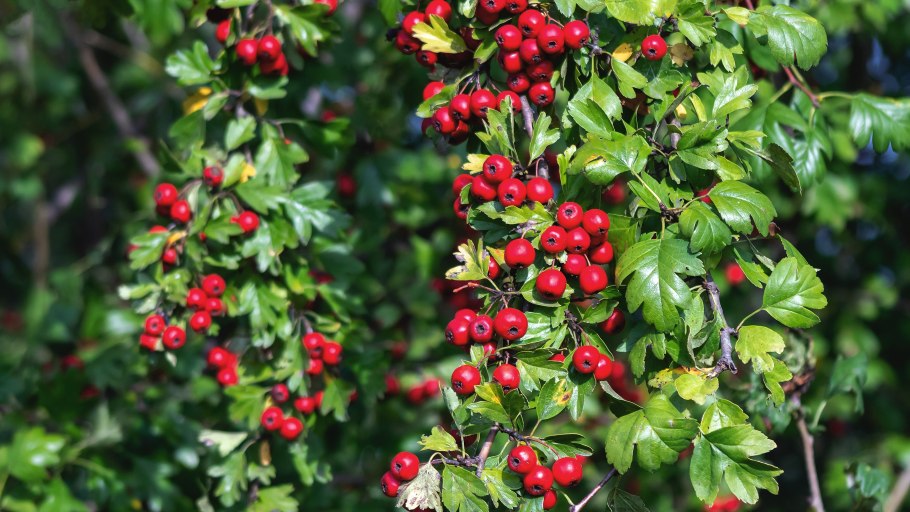 Боярышник Лесной