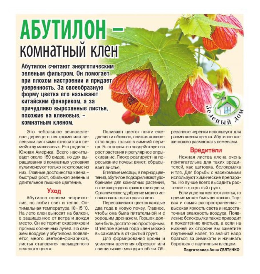 Абутилон White King