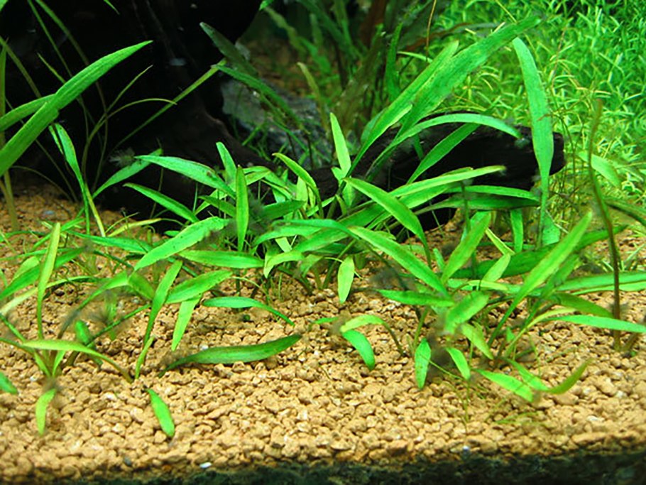 Эриокаулон Поларис Polaris