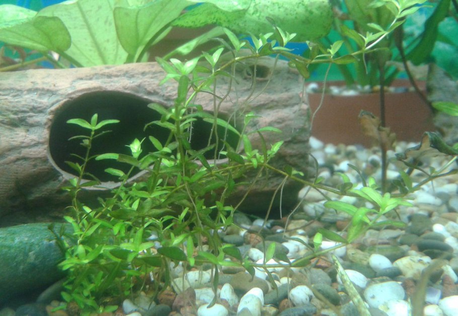 Папоротник таиландский узколистный (Microsorum Pteropus narrow)