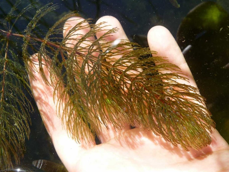 Аквариумные растения с воздушными корнями