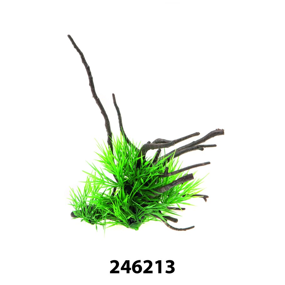 Microsorum Pteropus prothallium