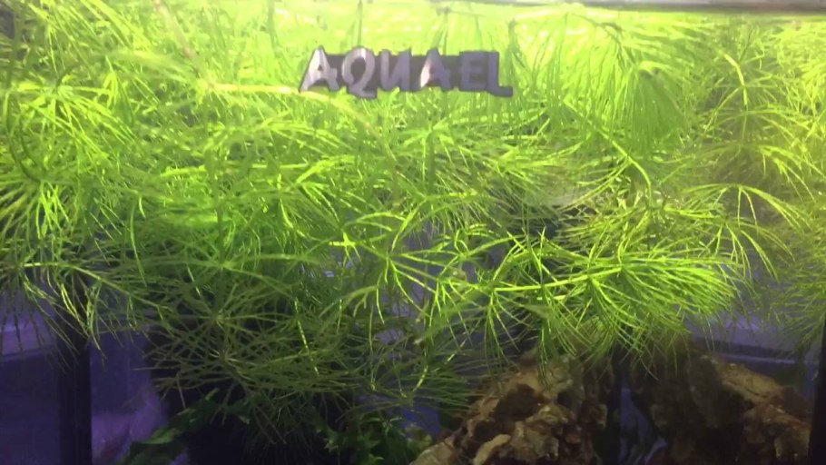 Болезни аквариумных растений