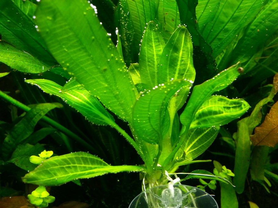 Криптокорина albida Red