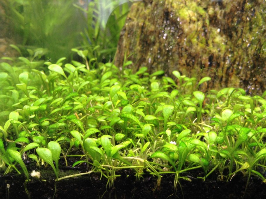 Хемиантус микрантемоидес Hemianthus