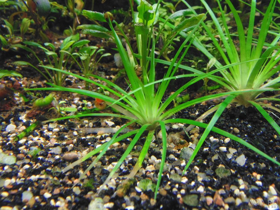 Эхинодорус аквариумное