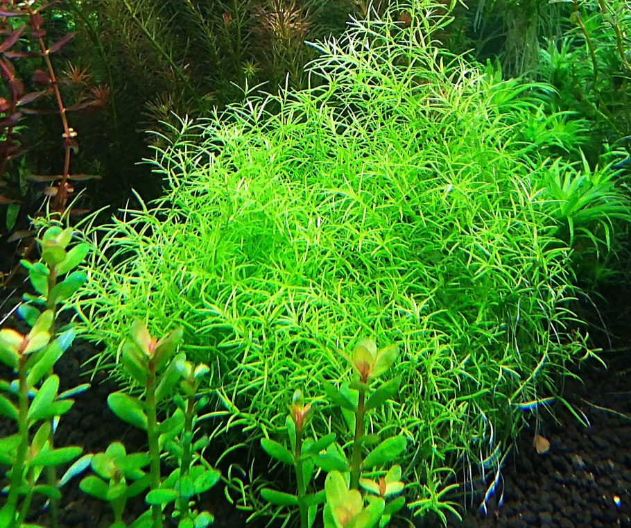 Анубиас Нана аквариумное растение