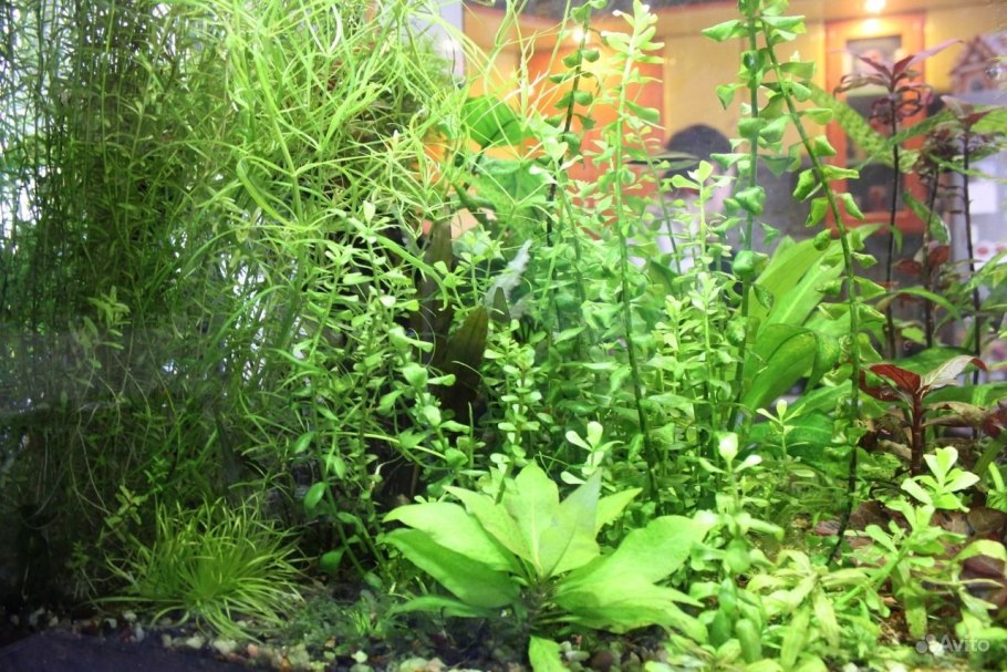 Анубиас Нана цветение