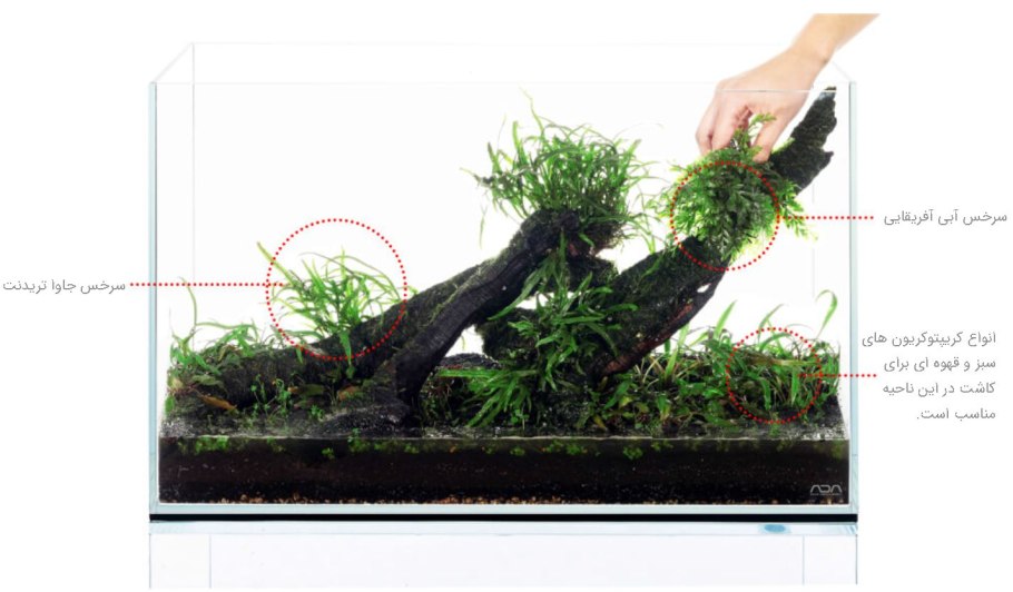 Эхинодорус красный жемчуг посадка