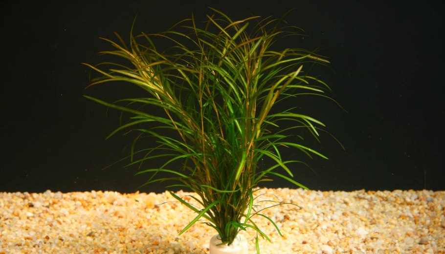 Анубиас аквариумное