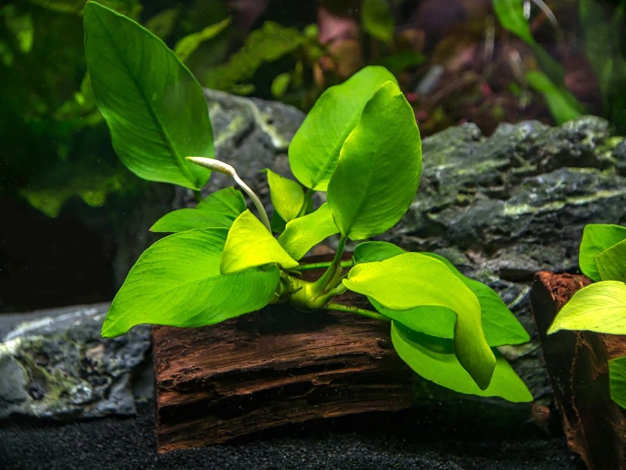 Анубиас конгенсис Anubias Congensis