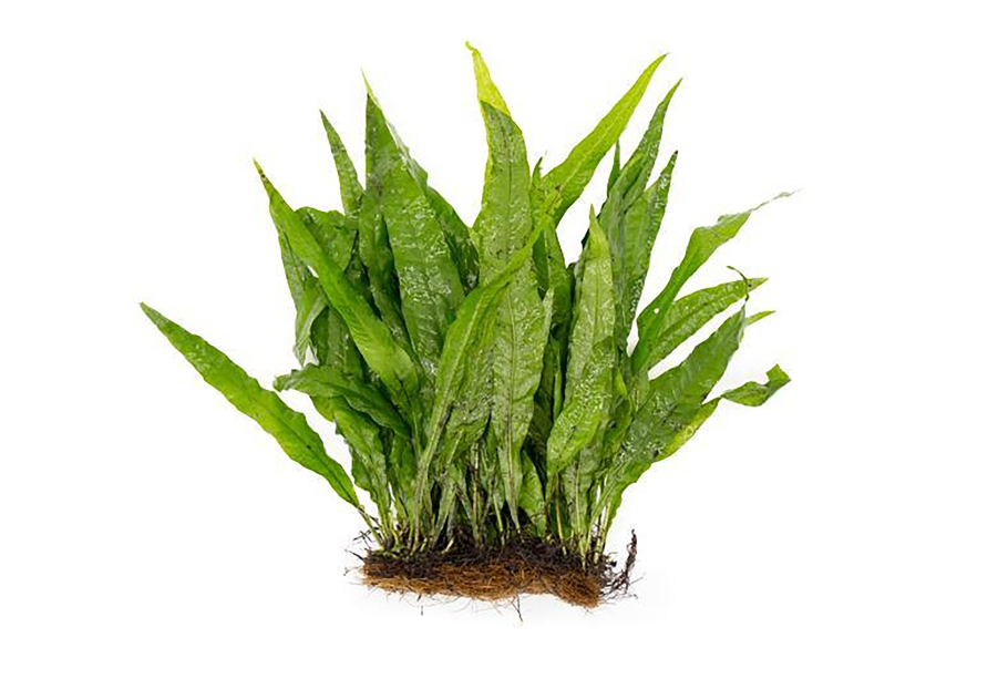 Анубиас аквариумное