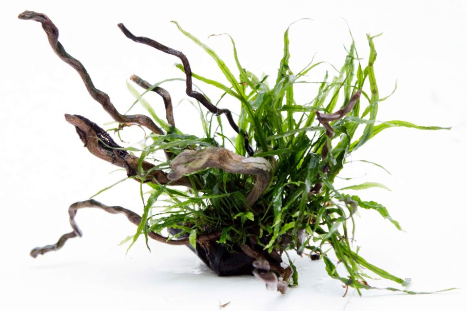 Купить аквариумные растения на авито г Шахты