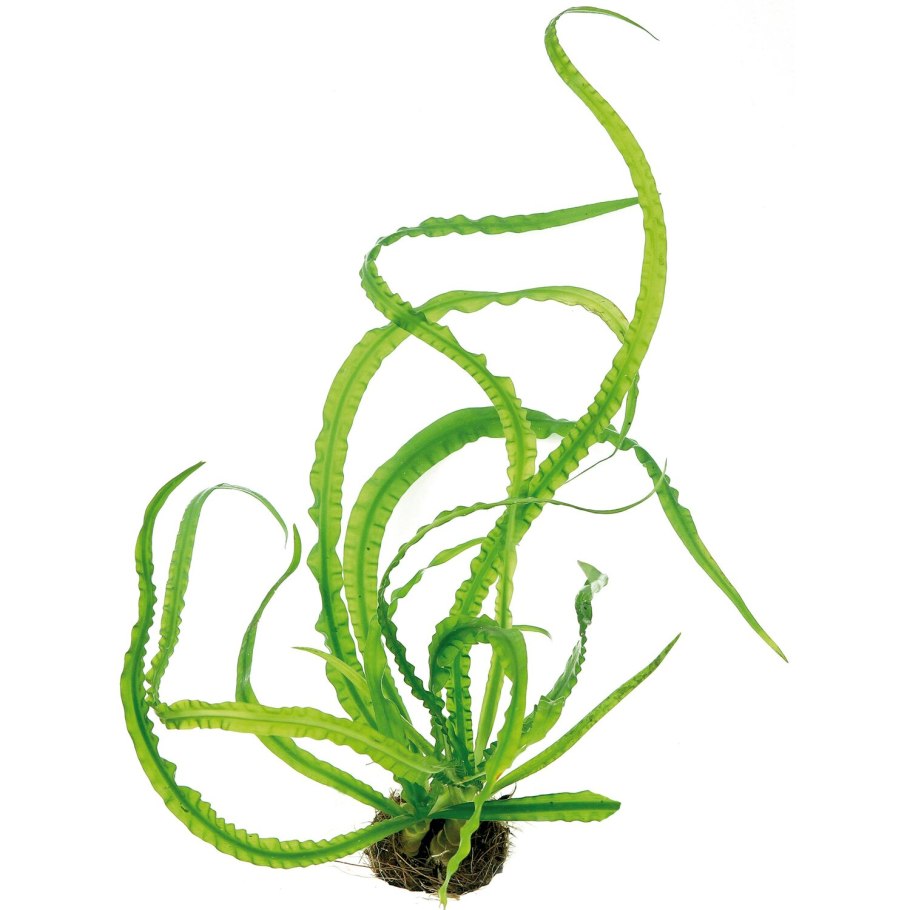 Нимфоидес Флиппер