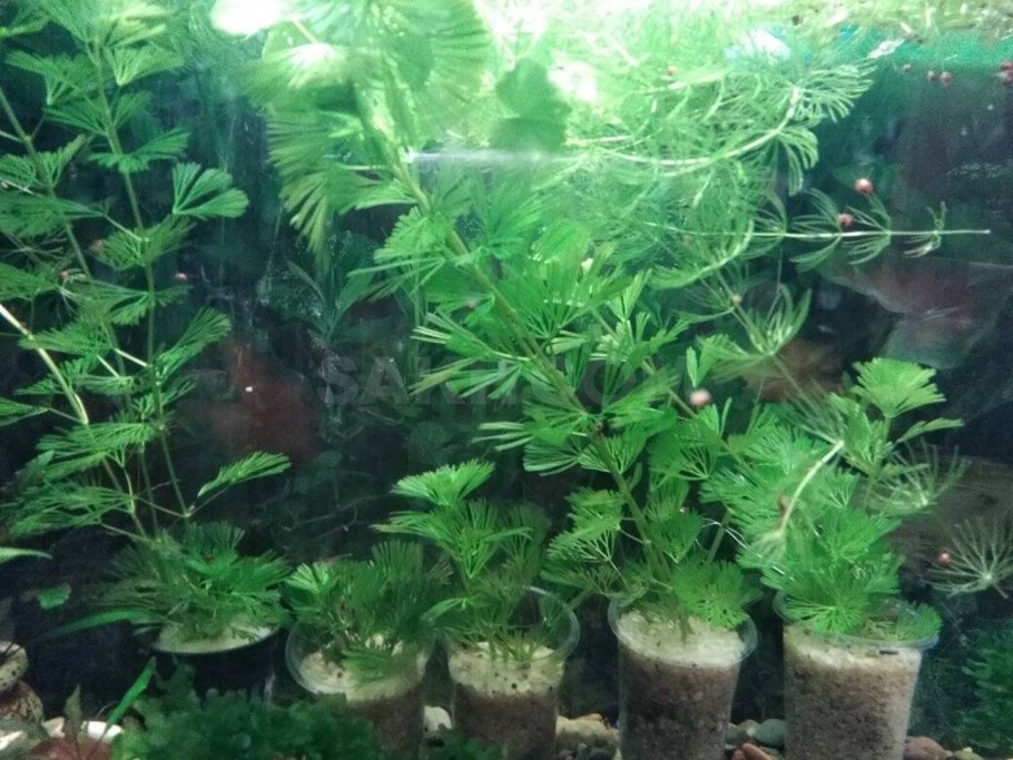 Аквариумные растения без корневой системы