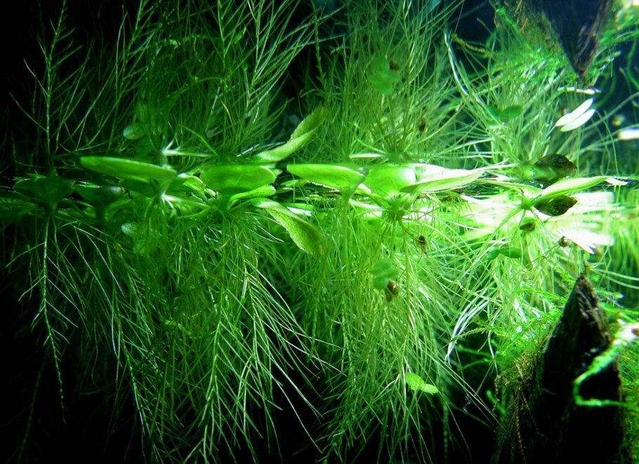 Меристемные аквариумные растения анубиас