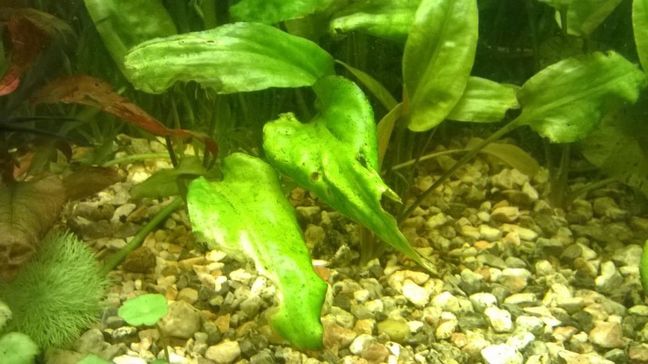 Аквариумная рыбка анубиас