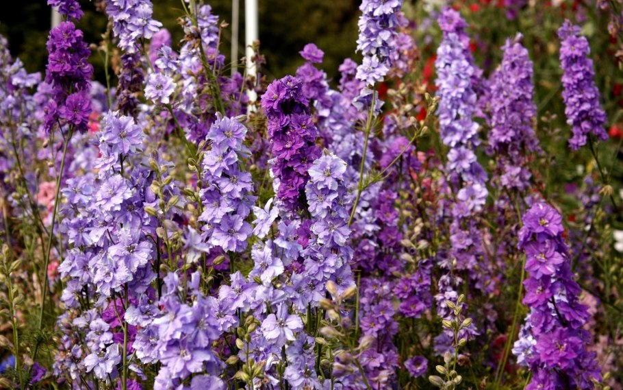 Живокость Ботаническая иллюстрация