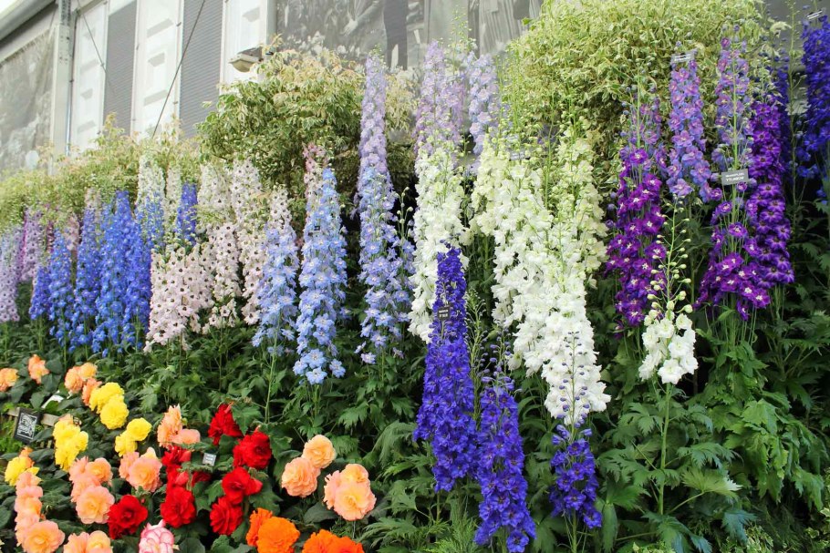 Живокость редкоцветная