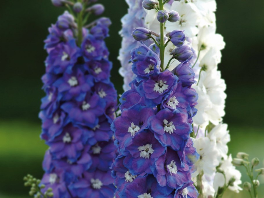 Дельфиниум синий