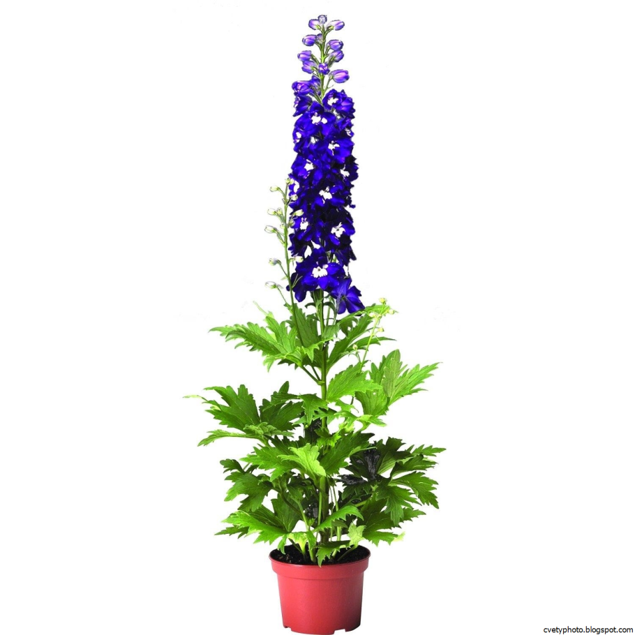 Дельфиниум живокость