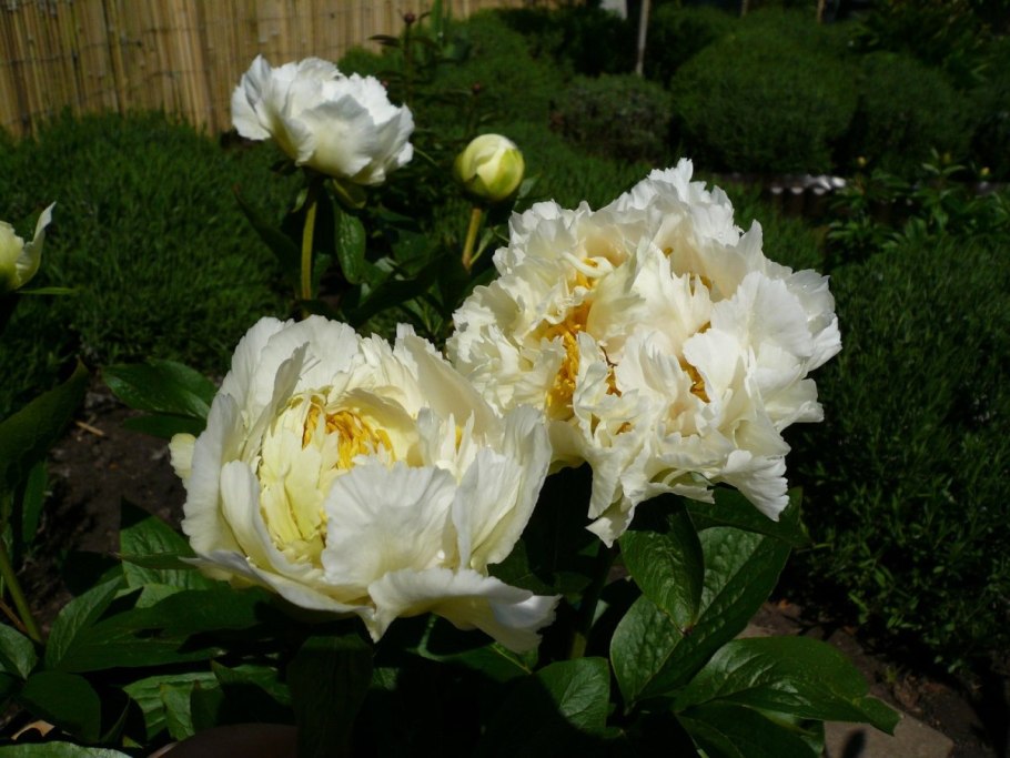 Пион сорт Юбилейный